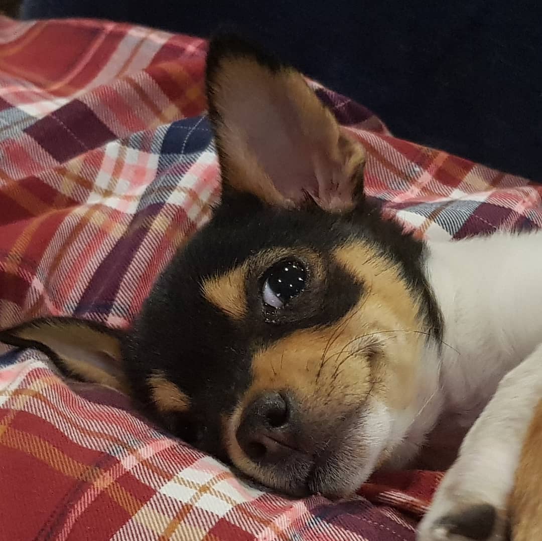 adorable smiling face of a chihuahua lying on the bed