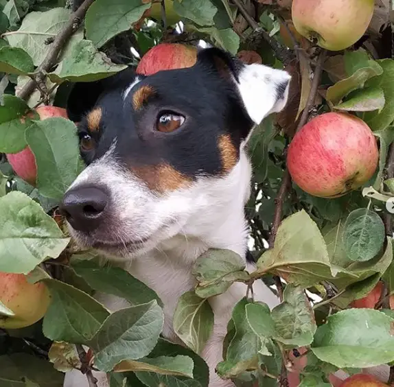 Jack Russell Terrier behind the apple tree with ripe apples
