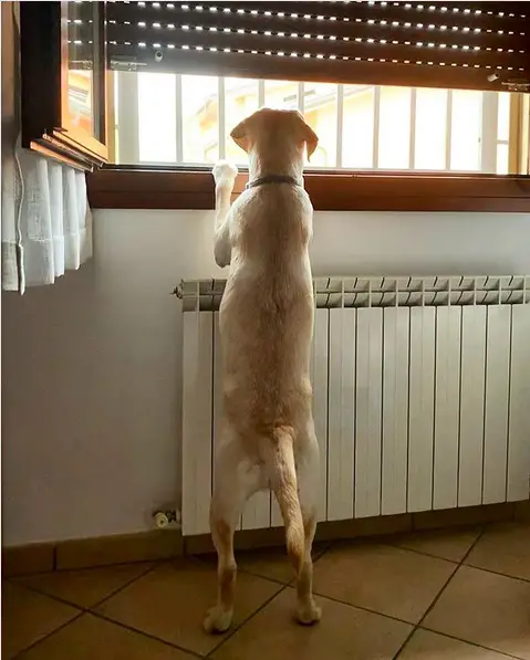 A Yellow Labrador standing up leaning towards the window while looking outside