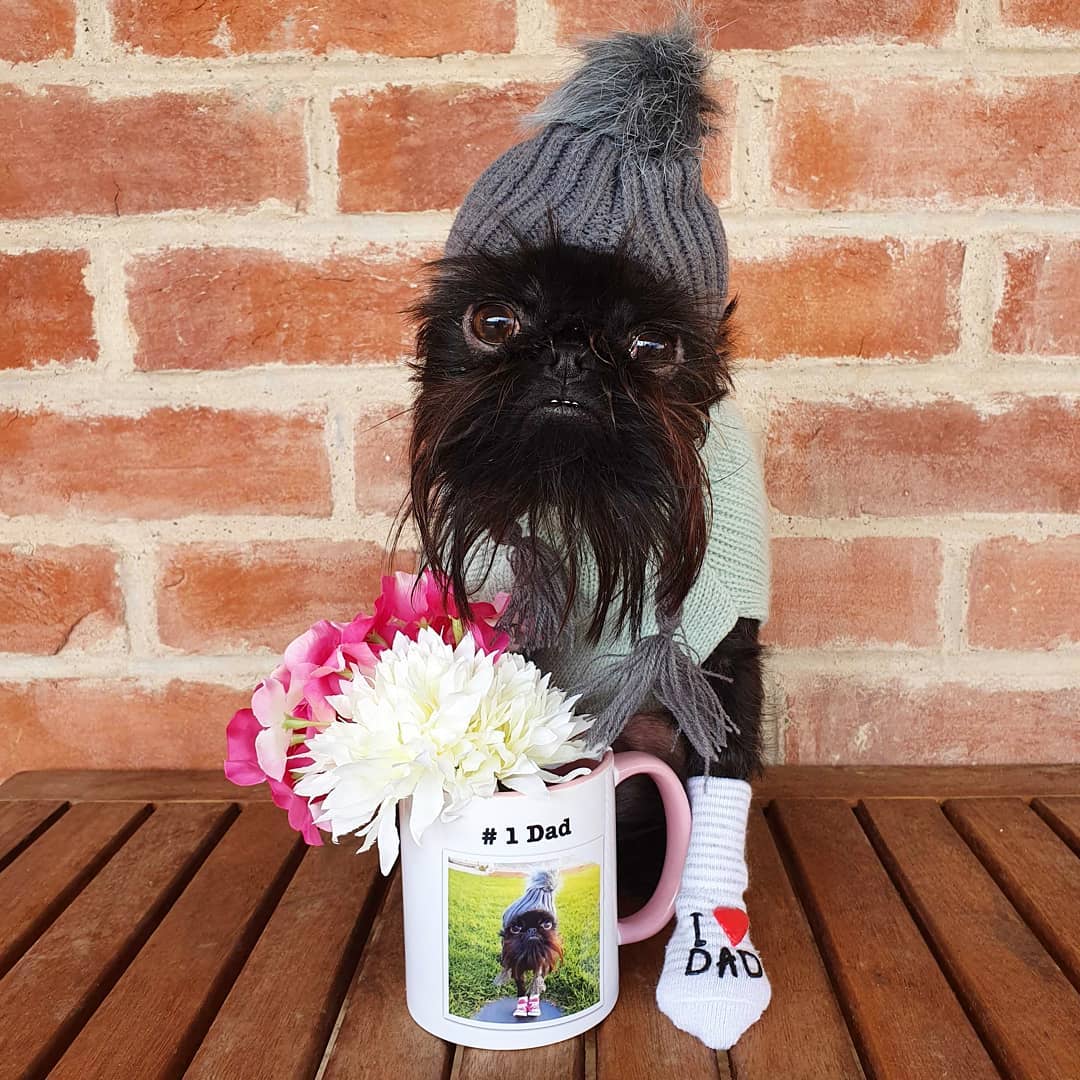 A Brussels Griffon wearing a beanie, sweater, and socks while sitting on the wooden bench behind the mug with flowers inside