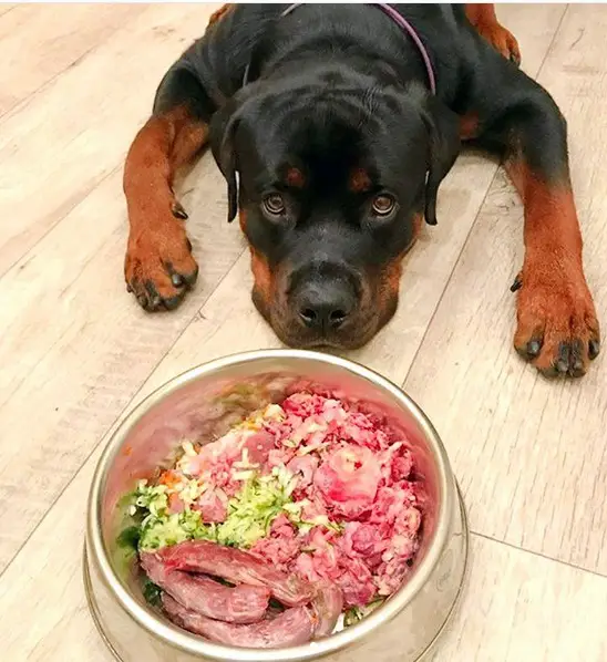 A Rottweiler lying on the floor behind its food in the bowl
