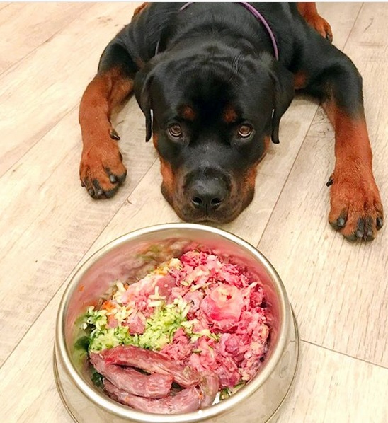 A Rottweiler lying on the floor behind its food in the bowl