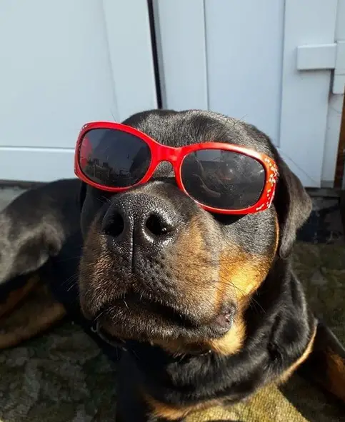 Rottweiler lying on the floor under the sun wearing sunglasses
