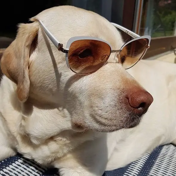 A Yellow Labrador lying on the bed while wearing sunglasses under the sun