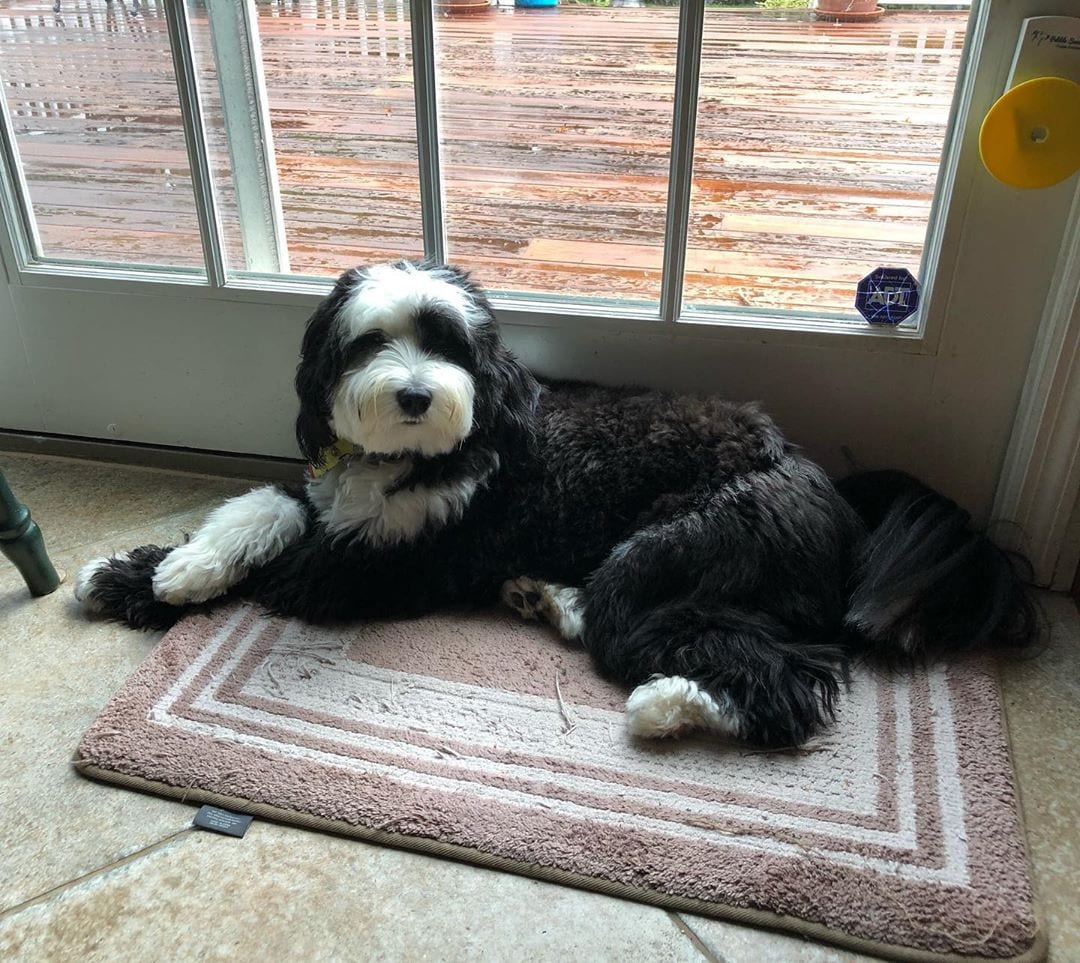 A black and white Tibetan Terrier lying on the carpe by the window