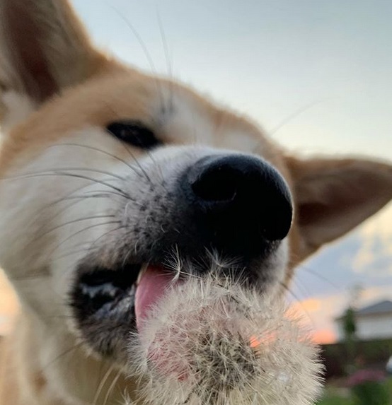 Akita Inu licking a dandelion