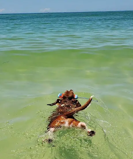 Basset Hound swimming in the ocean