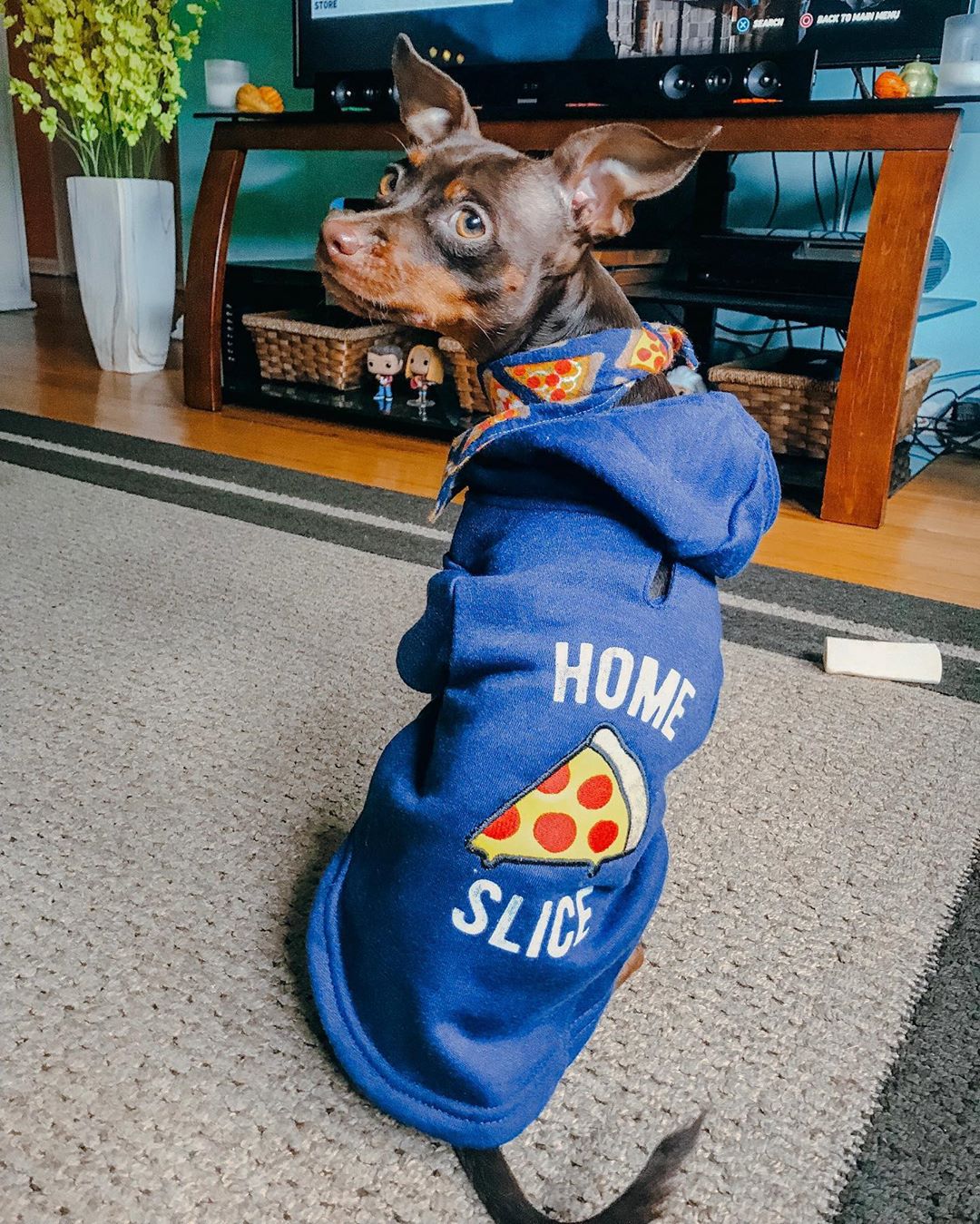 A Miniature Pinscher wearing blue jacket with pizza print while sitting on the carpet