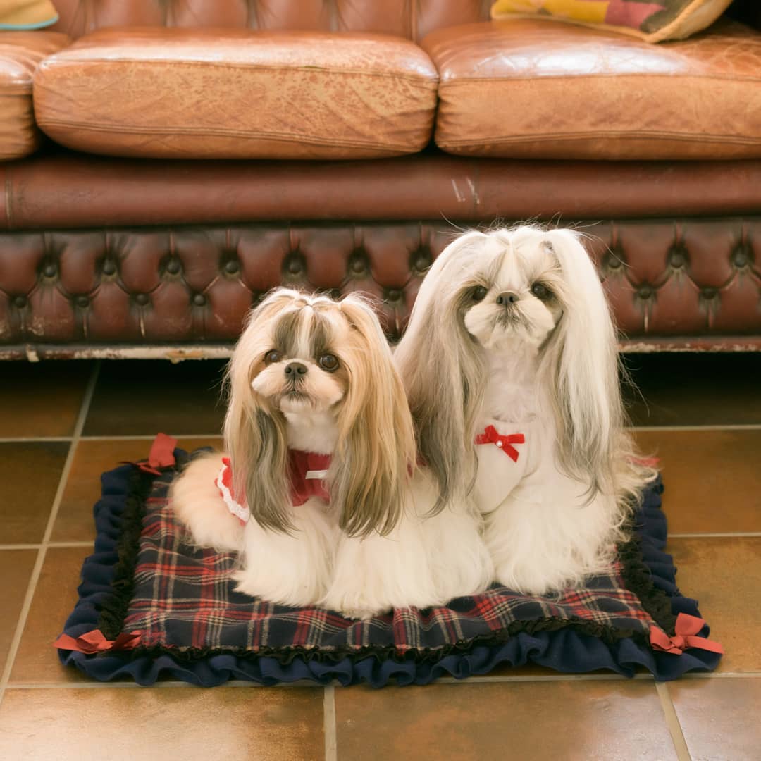 two Shih Tzus with long beautiful hair sitting on their bed.
