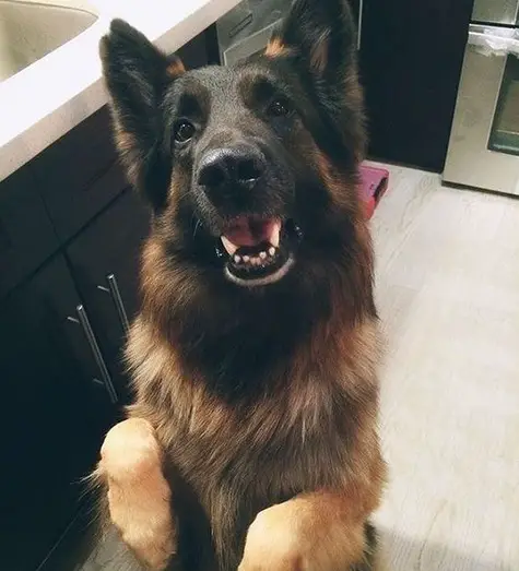 14 Pictures Proving That German Shepherds Are The Best Hugging Dogs