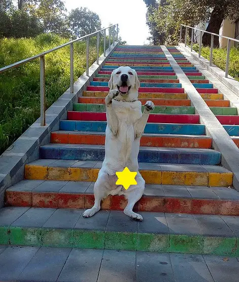 A Yellow Labrador standing up in the colorful stairway