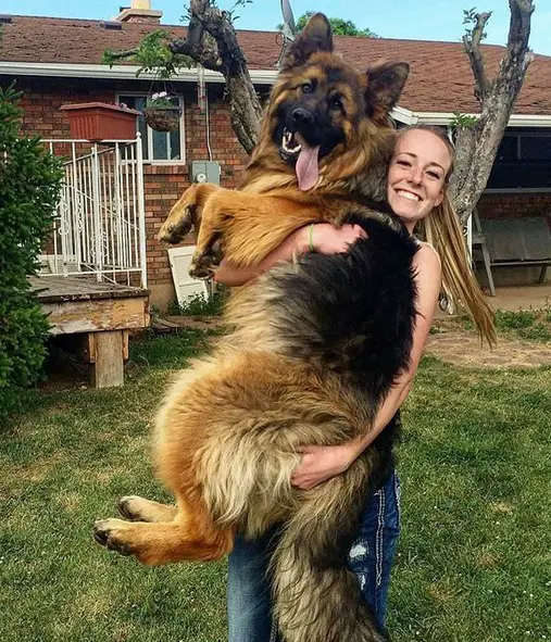 girl carrying an adult German Shepherd Dog