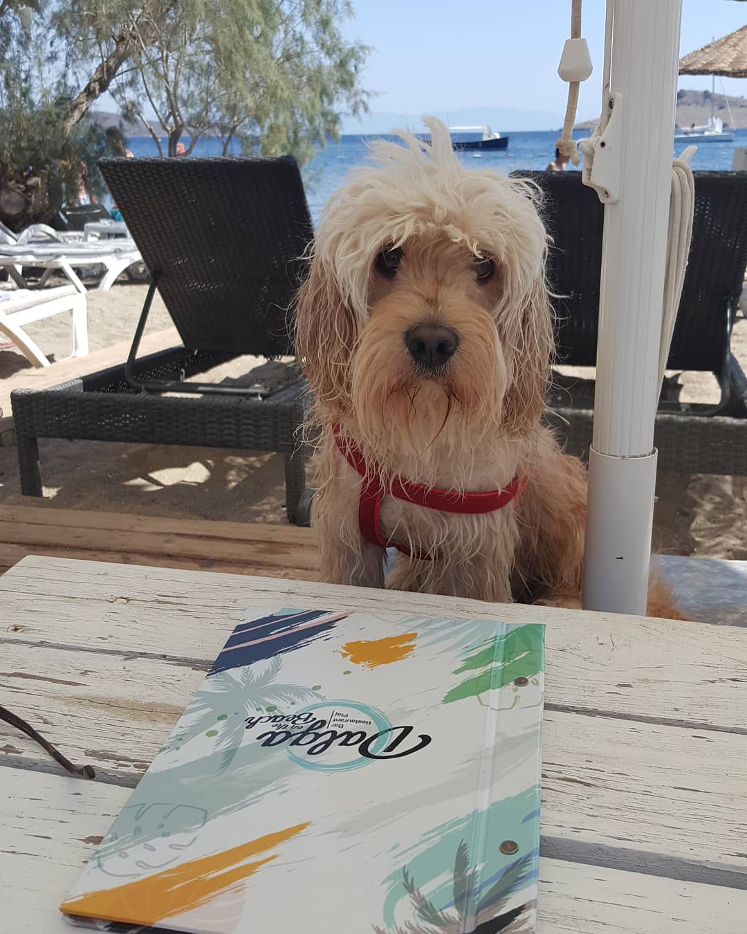 A Tibetan Terrier sitting on the bench behind the table with a binder on top