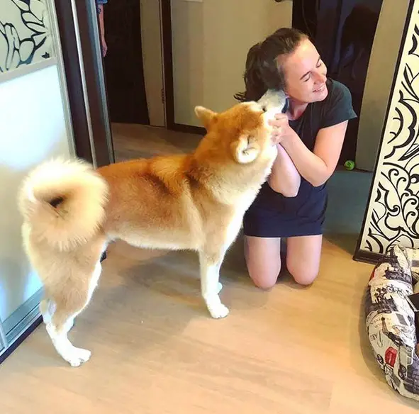 Akita Inu licking the ears of a lady