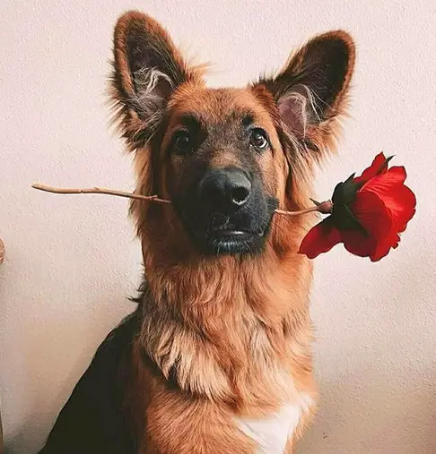 German Shepherd staring with a rose in its mouth