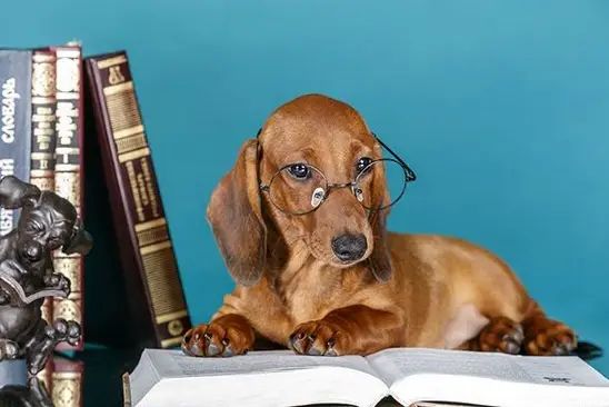 Dachshund lying on top of an open book while wearing its glasses