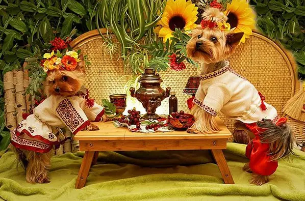 two Yorkshire Terrier leaning against the table in their costumes