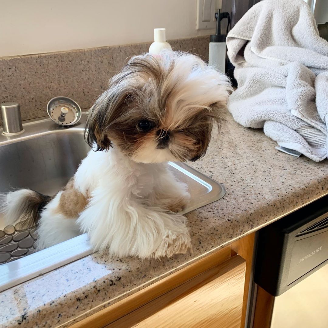 angry faced Shih Tzu inside the sink.