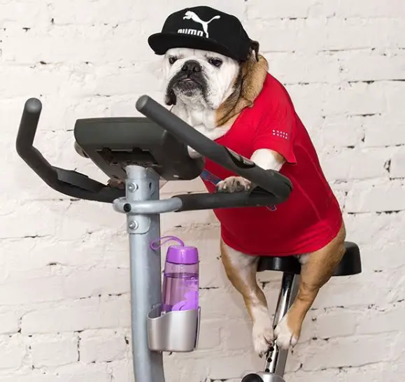 Bulldog in a stationary bike wearing a hat, and a active shirt