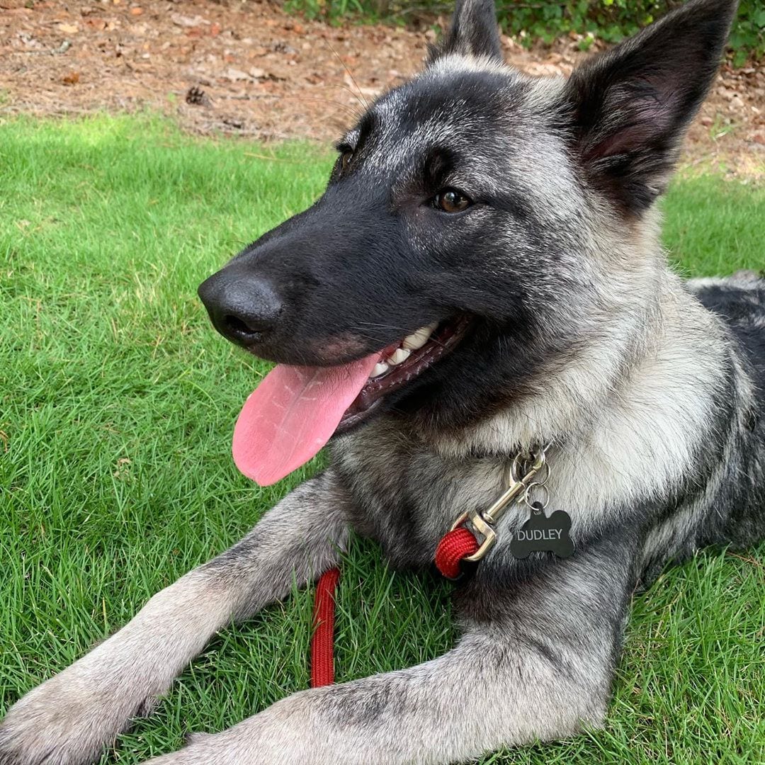 A Norwegian Elkhound lying on the grass while panting with its tongue out