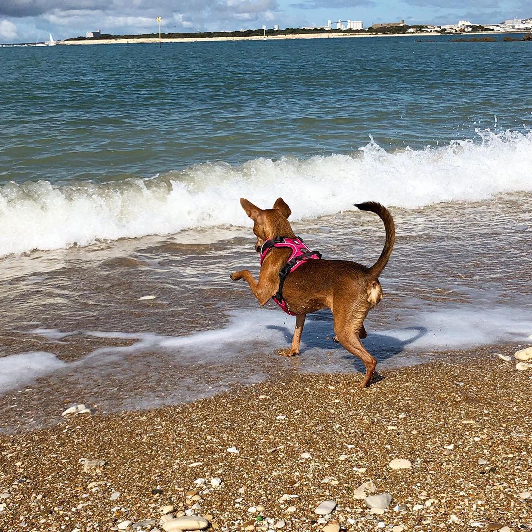 A Miniature Pinscher running towards the waves of water at the beach