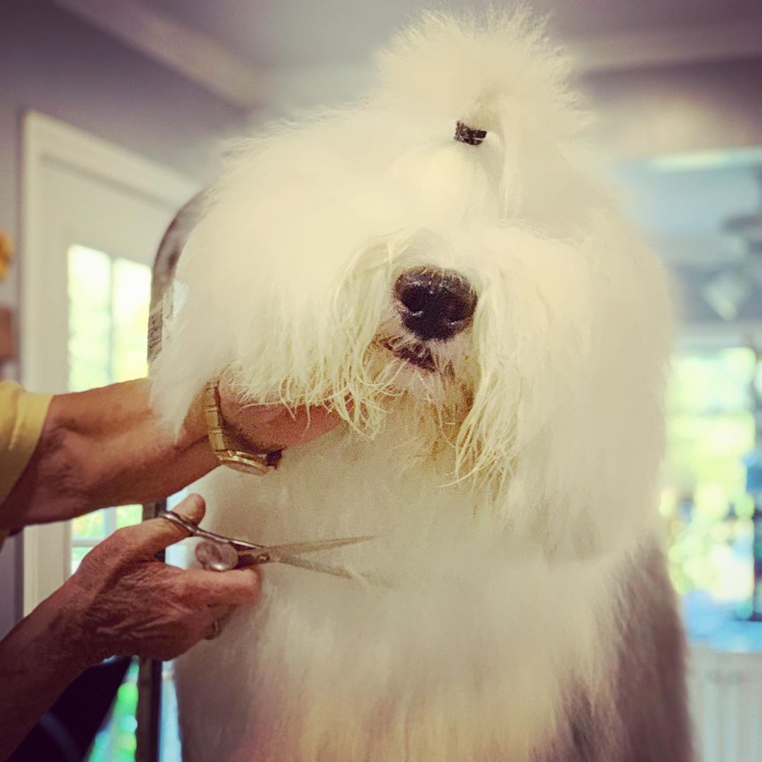 A Old English Sheepdog being groomed by the groomer