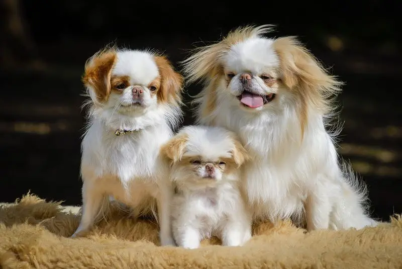 two adult Japanese Chin with a Japanese Chin puppy in between them