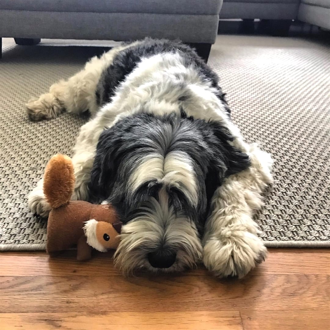 A Tibetan Terrier lying on the carpet with its squirrel stuffed toy