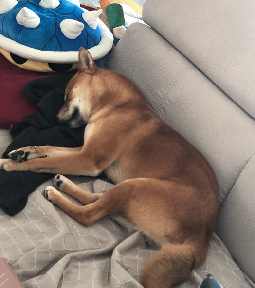 A Shiba Inu sleeping soundly on the couch