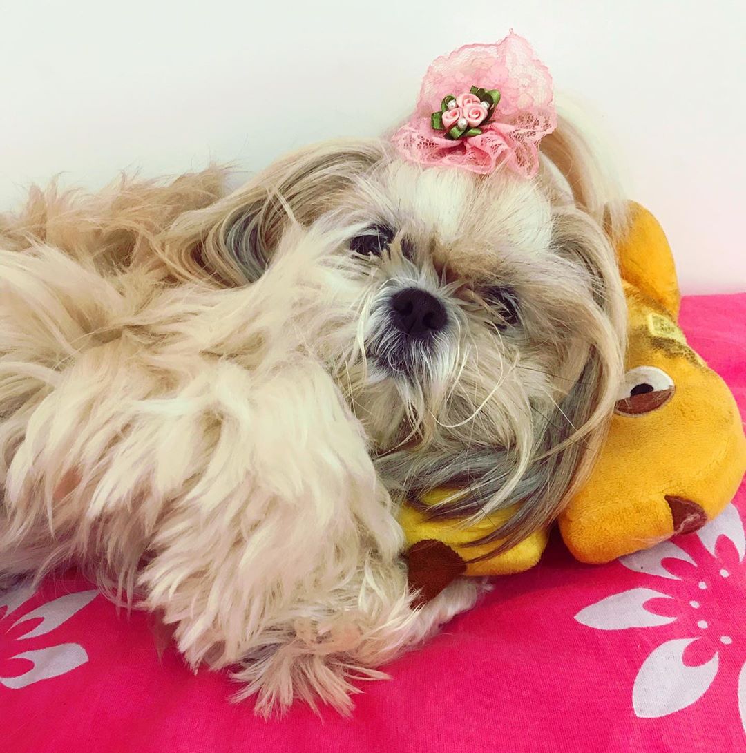 shaggy Shih Tzu with a pony tail on top of its head lying down on its bed.