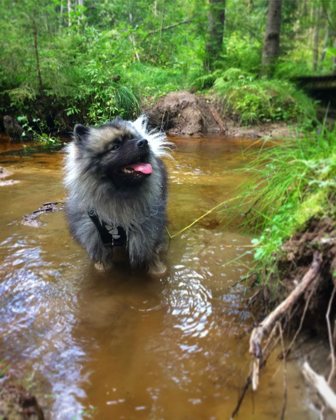 A Keeshond standing in the river