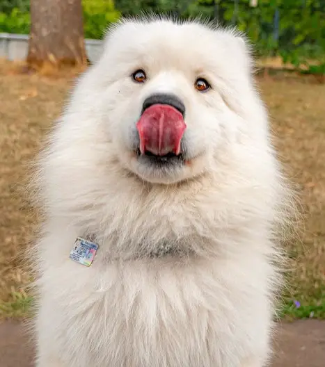 A Samoyed Dog sitting on the pavement while licking its nose