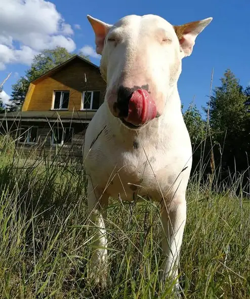 Bull Terrier in the backyard licking its nose