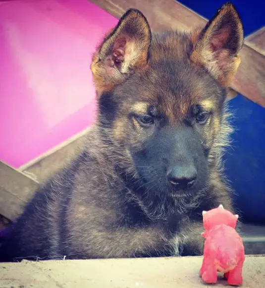German Shepherd puppy staring at a small toy in the table