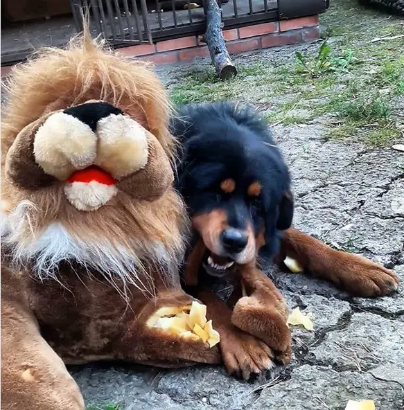 Tibetan Mastiff chewing the hand of a large stuffed toy