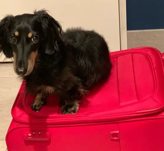 Dachshund sitting on top of a red suit case