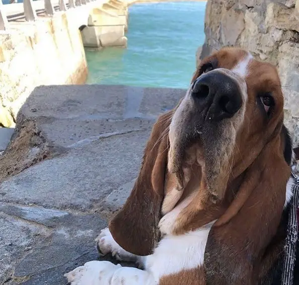 Basset Hound lying on top of the rock by the sea
