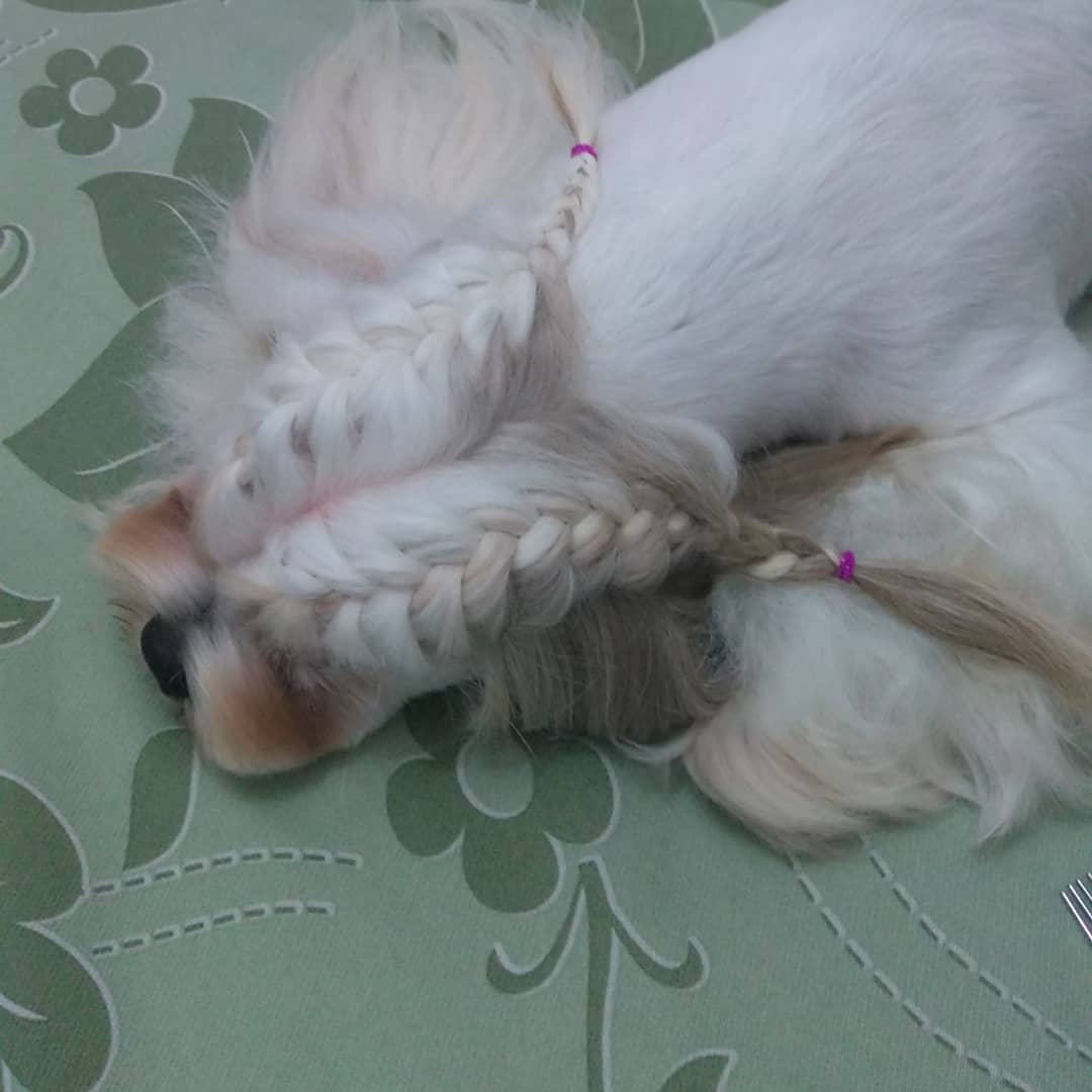 A Lhasa Apso with its hair braided while sleeping on the bed