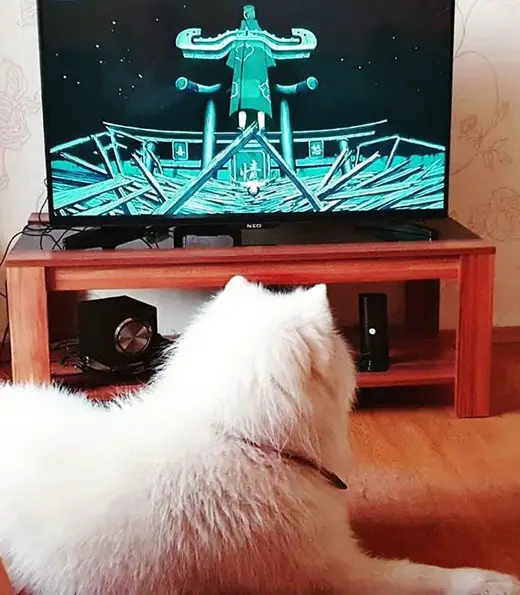 A Samoyed Dog lying on the floor while watching TV