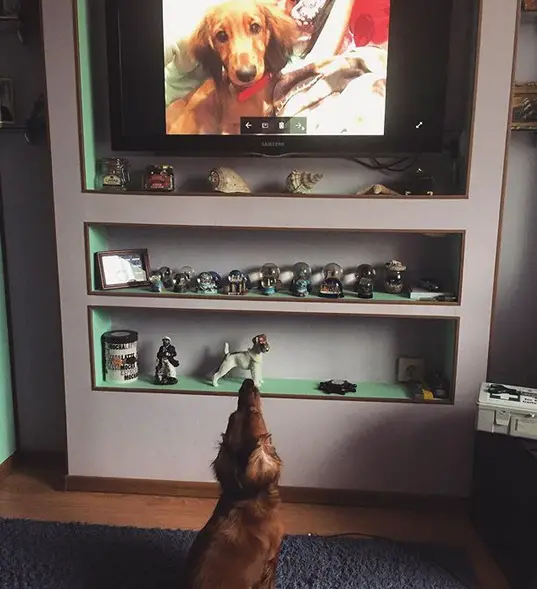 Dachshund sitting on the floor looking at the tv