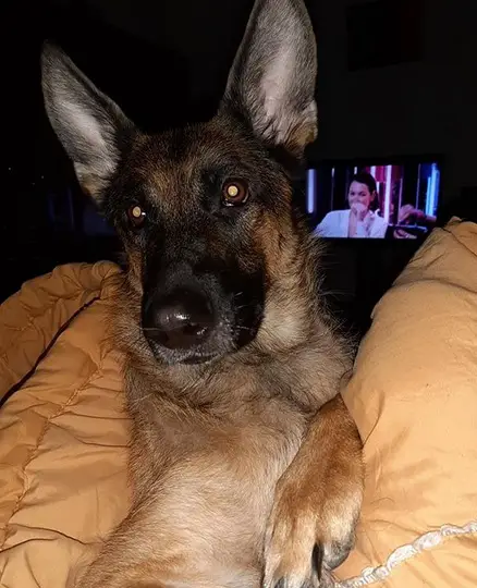 German Shepherd Dog on the bed