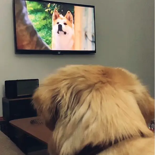 A Golden Retriever watching tv with a shiba inu in ther