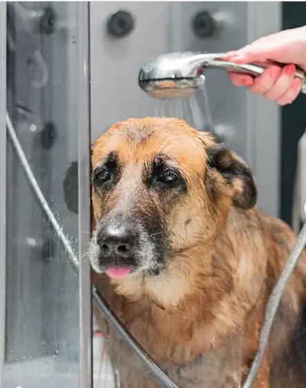 German Shepherd Dog in the shower