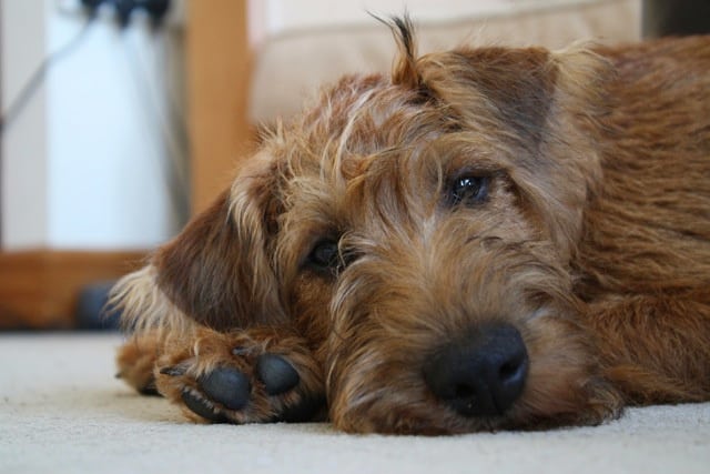 An Irish Terrier lying on the floor