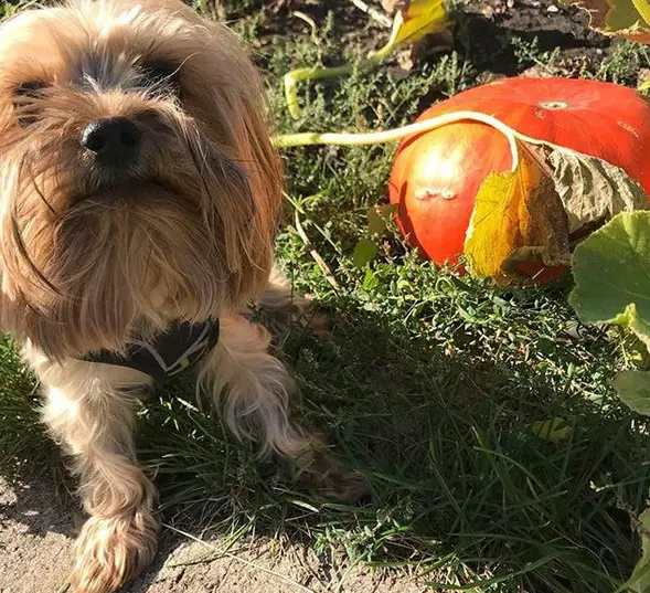 Yorkshire Terrier standing nex to a harvested pumpkin in the garden