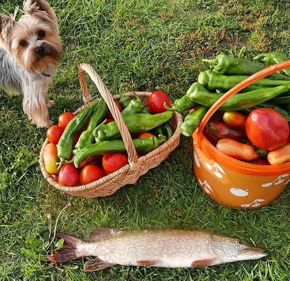A Yorkshire Terrier standing behind the harvested vegetables and fish