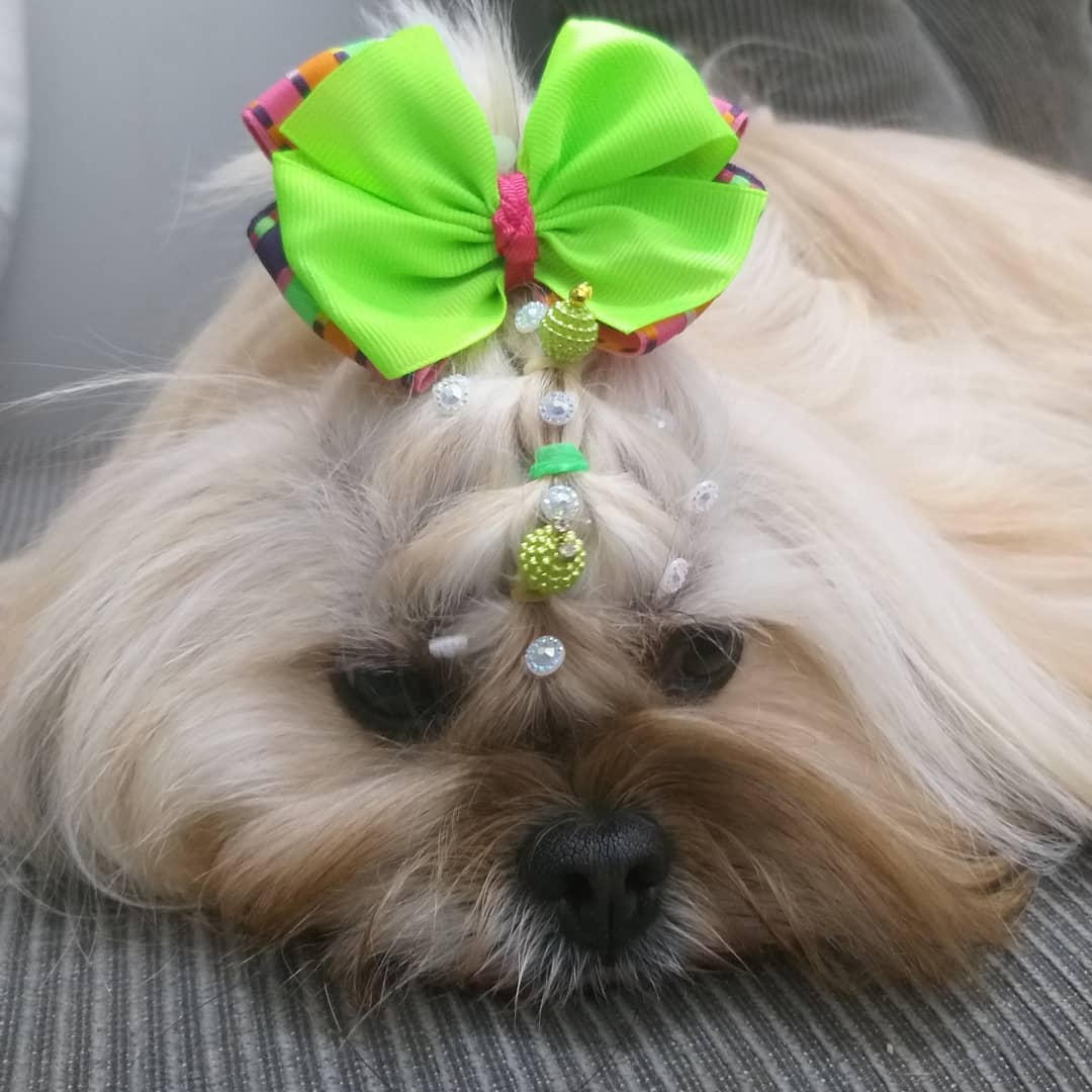 A Lhasa Apso with a green ribbon tied on her braided her while lying down on the couch