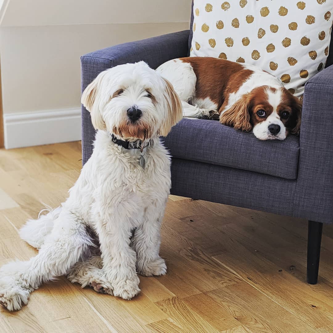 A Tibetan Terrier sitting on the floor with another dog sitting on the couch behind him