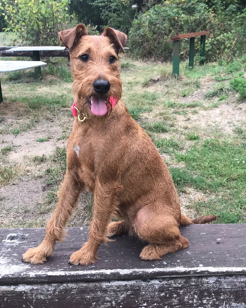 A Irish Terrier sitting on the wooden bench while smiling with its tongue out