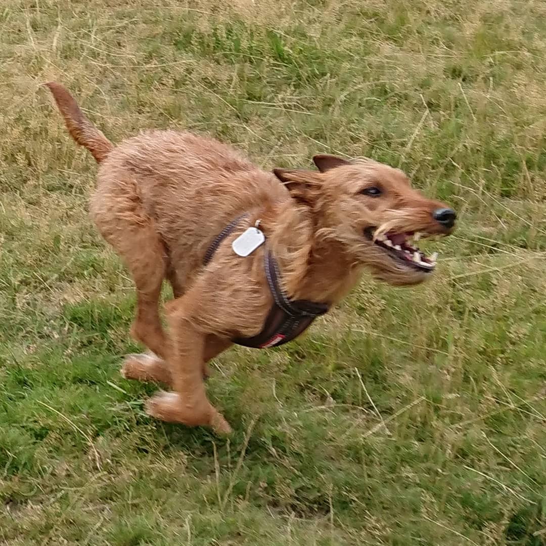 A happy Irish Terrier running on the grass at the park